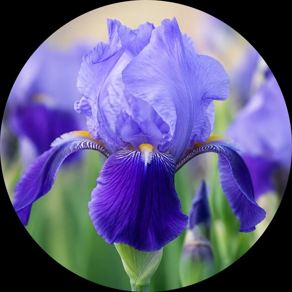 wildly_iris
